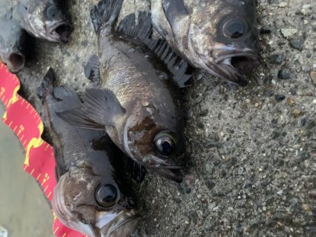 ナイトメバリング〜(๑˃̵ᴗ˂̵)