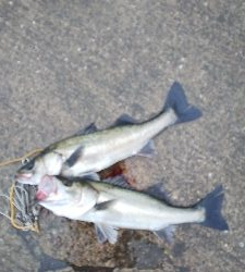 雨が止んだら気配がなくなった