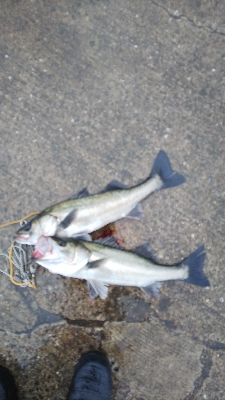 雨が止んだら気配がなくなった