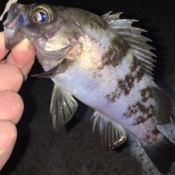 明石周辺ライトゲーム