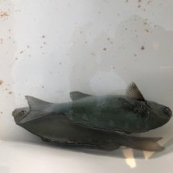 ヘタクソ釣行記 2