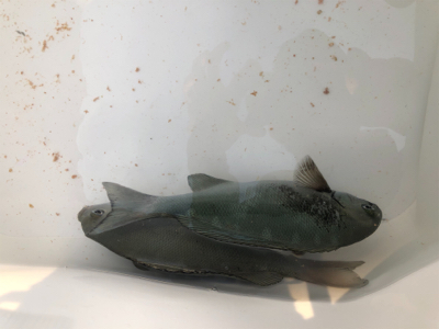 ヘタクソ釣行記 2