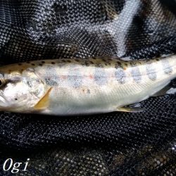 先行者多数の揖保川支流