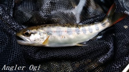 先行者多数の揖保川支流