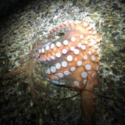 メバリングでまさかのタコ
