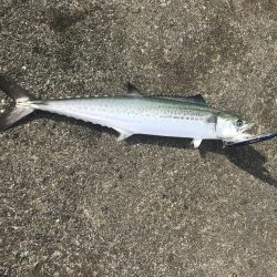 サゴシフィーバー