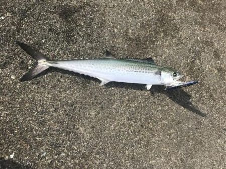 サゴシフィーバー