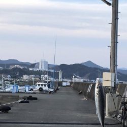 アジが釣れました