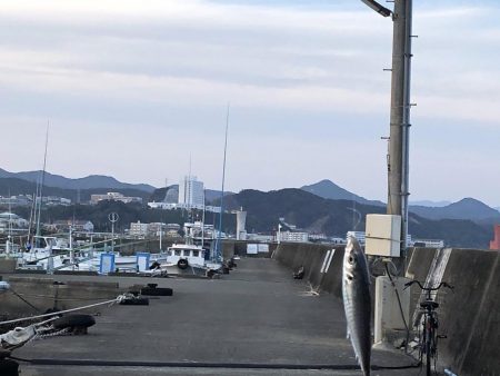 アジが釣れました