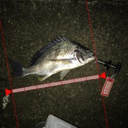 3月11日キビレゲーム