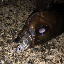 メバルプラッギング