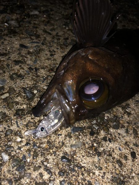 メバルプラッギング