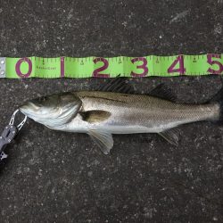 シーバスキャッチ