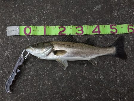 シーバスキャッチ