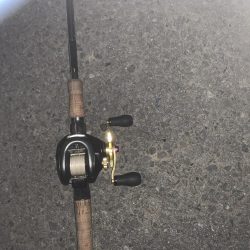 暇つぶしに鯉釣り