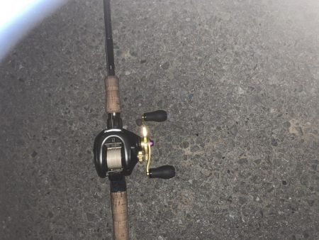 暇つぶしに鯉釣り