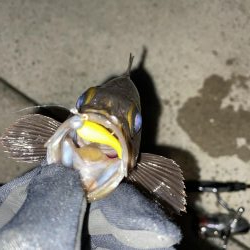 しぶしぶのしぶ