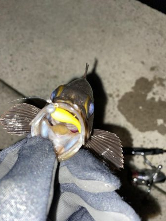 しぶしぶのしぶ