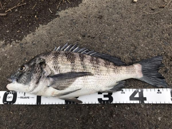 イチノ兄弟、釣果！