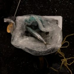 まだまだマイワシいてました。夕まずめの釣行。