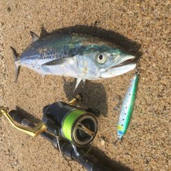 サゴシ釣れました
