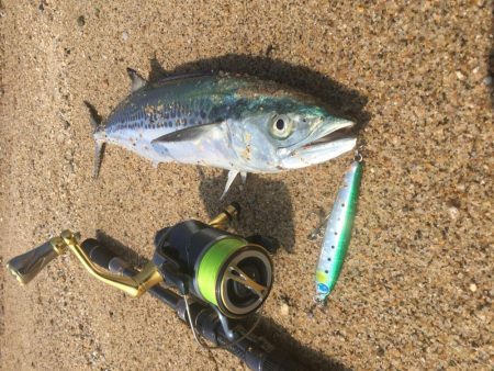 サゴシ釣れました