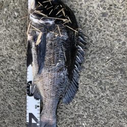 イチノ兄弟、釣果!