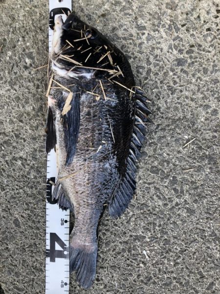 イチノ兄弟、釣果!