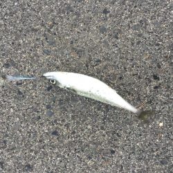 大サバはケーソンだけじゃない