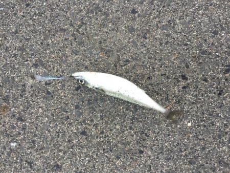 大サバはケーソンだけじゃない