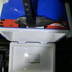 久しぶりに上関アジング