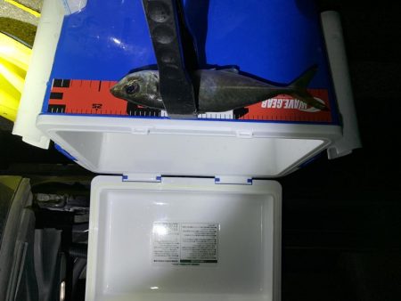 久しぶりに上関アジング