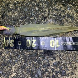 ヤリイカエギング