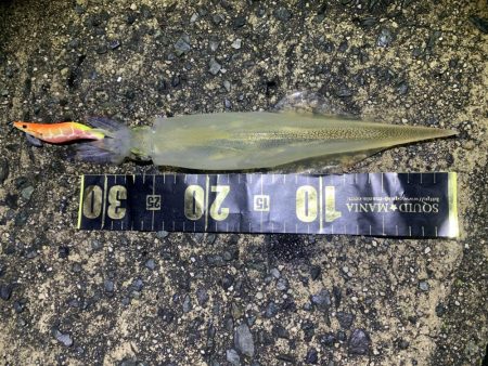 ヤリイカエギング