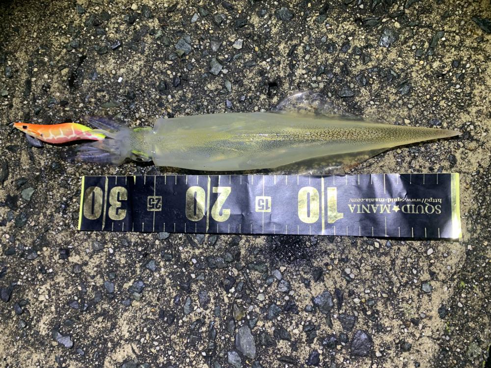 ヤリイカエギング