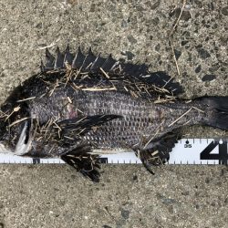 イチノ兄弟、釣果!