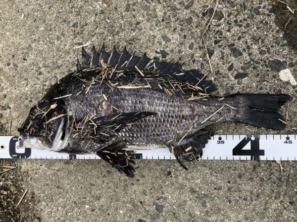 イチノ兄弟、釣果!