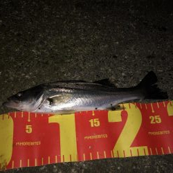 チーバスとクロソイ