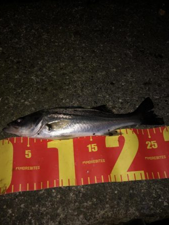 チーバスとクロソイ