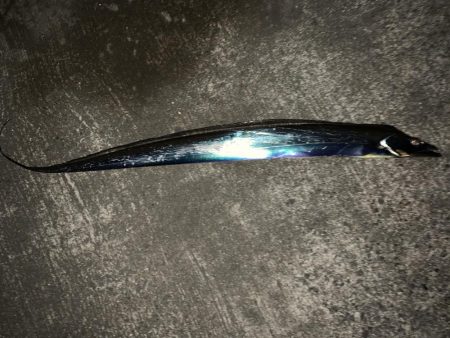 太刀魚釣れました！