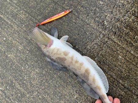 日本海側海アメ釣行