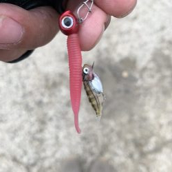 雨でも風でも♪メバリングやぁ