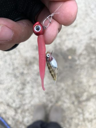 雨でも風でも♪メバリングやぁ