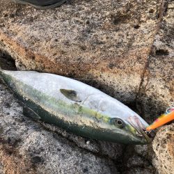 朝一トップでブリ