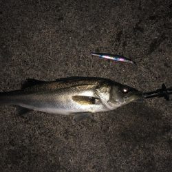 シーバス狙いでシーバス