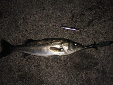 シーバス狙いでシーバス