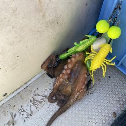 ハマチサイズですが