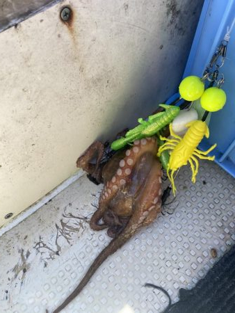 ハマチサイズですが