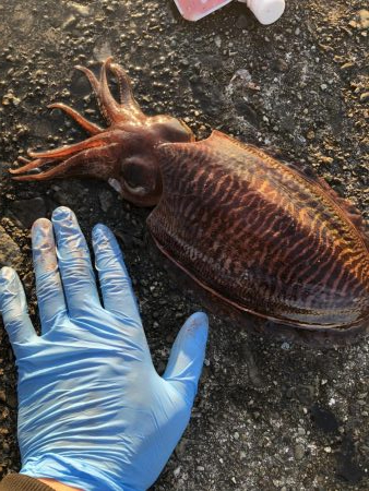 人生初イカ＼＼\\\\ꐕ ꐕ ꐕ//／／