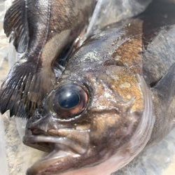 ナイトメバリング♪